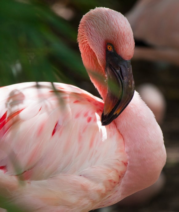 Delicate Flamingo