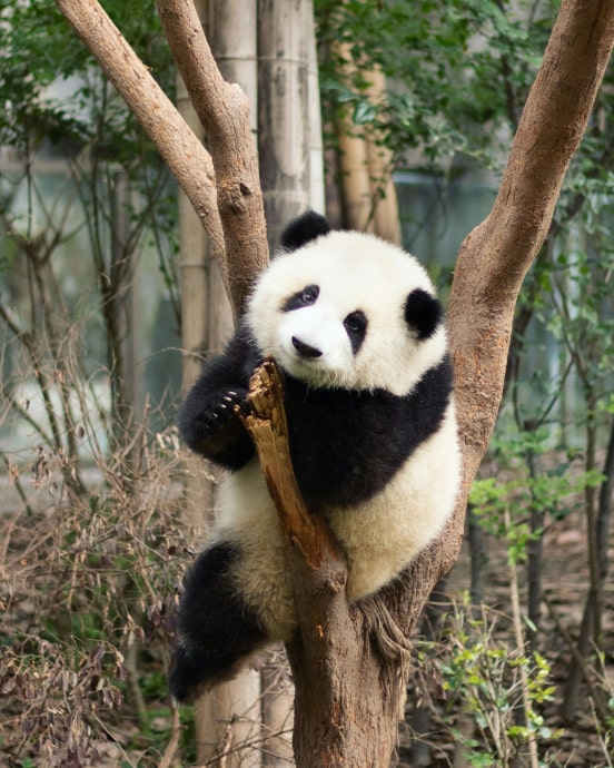 Panda Embracing Bamboo